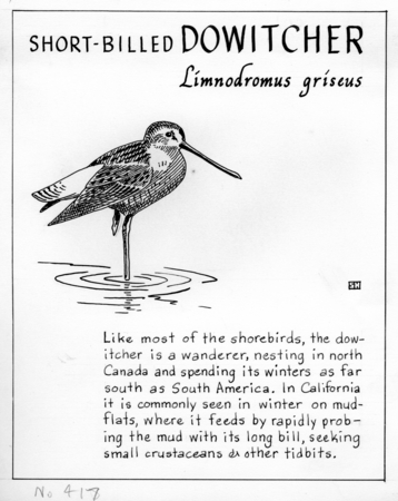 Short-billed dowitcher: Limnodromus griseus (illustration from &quot;The Ocean World&quot;)