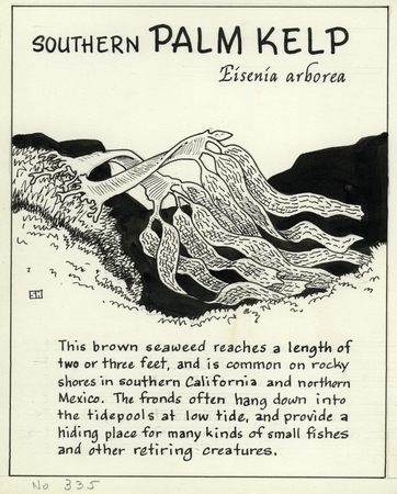 Southern palm kelp: Eisenia arborea (illustration from &quot;The Ocean World&quot;)
