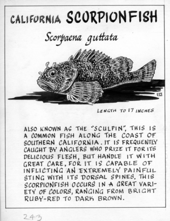 California scorpionfish: Scorpaena guttata (illustration from &quot;The Ocean World&quot;)