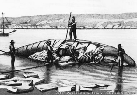 [Reproduction of print showing men cutting up &quot;Whale at whaling station near Point Loma&quot;]