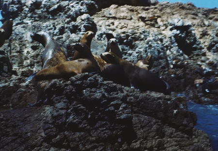 California sea lions south of Ensenada, Punta Banda, Baja California, Mexico