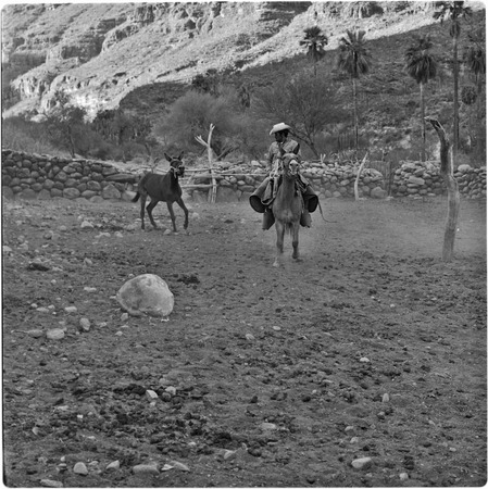 Mule breaking at Rancho San Nicolás