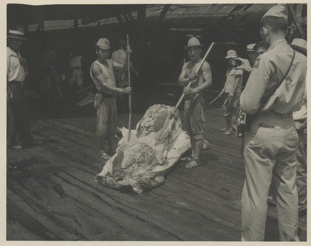 Whale processing with flensing knives. Waxy spermaceti in head of sperm whale. Shore-based sperm whale fishery, Japan, c1947