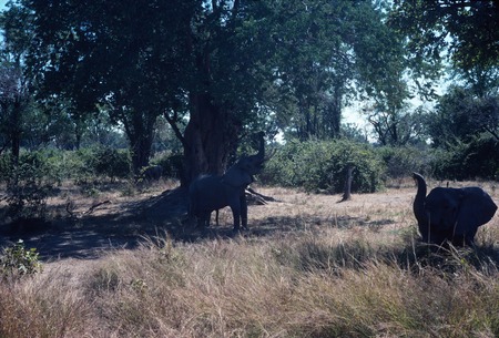 Elephants in the Luangwa Valley National Park