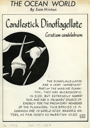 Candlestick dinoflagellate: Ceratium candelabrum (illustration from &quot;The Ocean World&quot;)