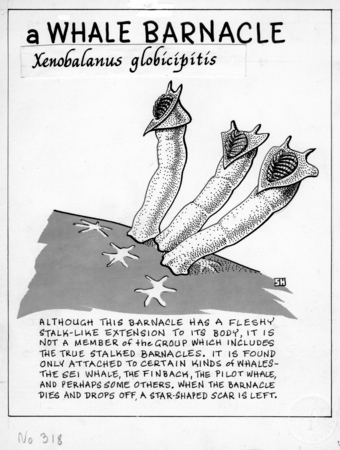 Whale barnacle: Xenobalanus globicipitis (illustration from &quot;The Ocean World&quot;)