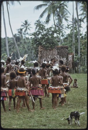 Dance: decorated children with short red fiber skirts and flattened dried pandanus leaves prepare for circle dance, dog in...