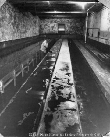 Interior view of American Agar and Chemical Company kelp processing facility showing troughs full of kelp slurry and man w...