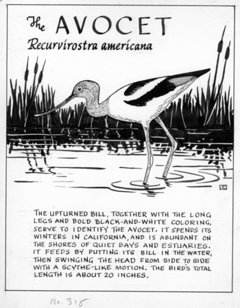 The avocet: Recurvirostra americana (illustration from &quot;The Ocean World&quot;)