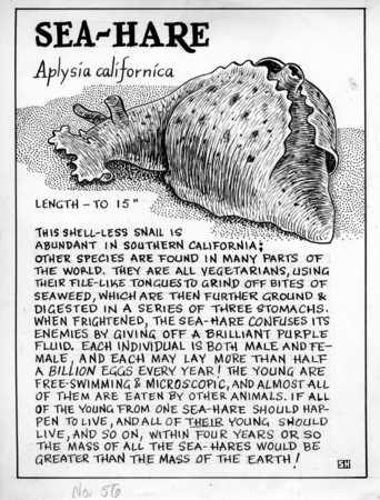 Sea-hare: Aplysia californica (illustration from &quot;The Ocean World&quot;)