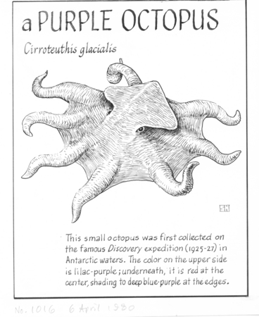A purple octopus: Cirroteuthis glacialis (illustration from &quot;The Ocean World&quot;)