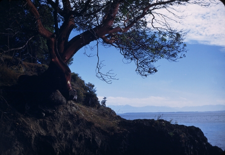 Madrona Tree in San Juan [Island National Historical] Park VIII-12-50 1630