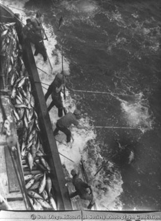 View from above of fishermen in metal rack with tuna on deck of boat