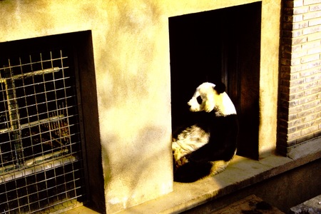 Beijing Zoo, giant panda (1 of 2)