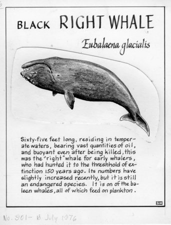 Black right whale: Eubalaena glacialis (illustration from &quot;The Ocean World&quot;)