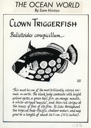 Clown triggerfish: Balistoides conspicillum (illustration from &quot;The Ocean World&quot;)