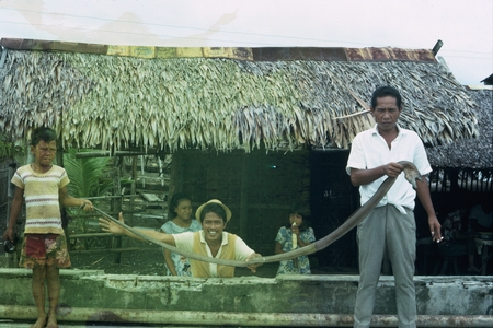 Morey eel (Thyrsoidea macrurus), approximate length of 3.5 meters, Batangas, Luzon, Philippines