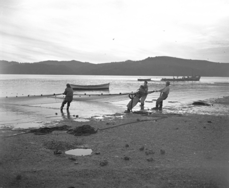 Seining herring fish on the east shore near Marshalls, Tomales Bay, California. Seining is the process of catching schooli...