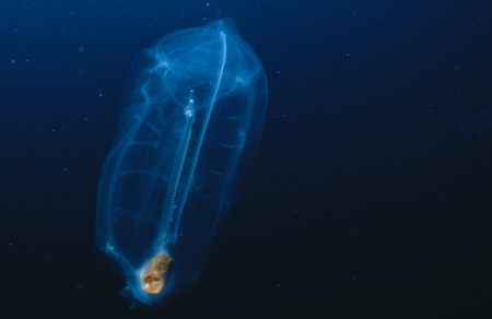 A salp, a thaliacian chordate member of the ocean&#39;s gelatinous zooplankton