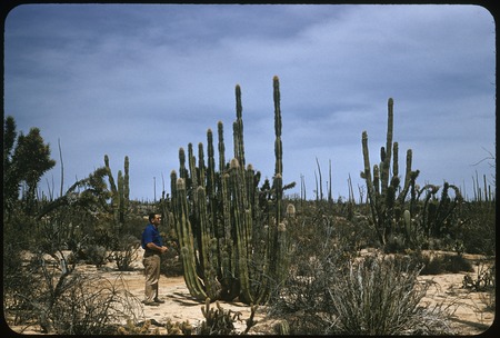Bud Dugeau and garambullo (Lophocereus schottii), on road to Bahía de los Angeles