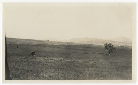 Cattle grazing at Warner&#39;s Ranch