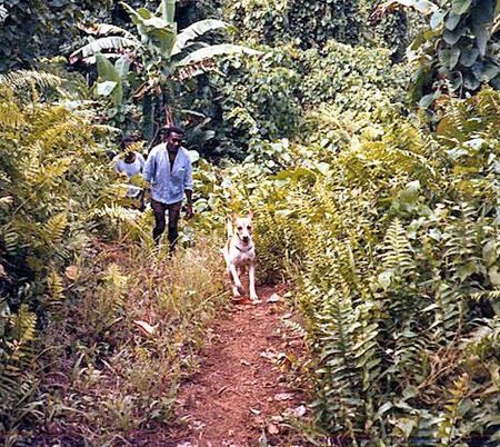 Walking with Dog