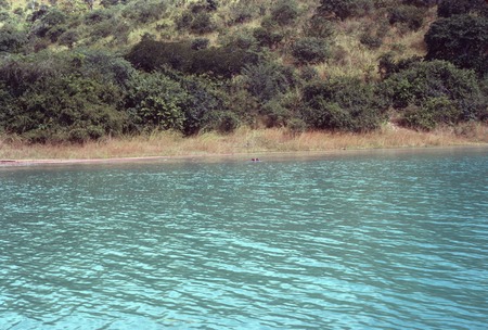 Shore of Lake Tanganyika with hippo&#39;s head visible in the water near the shore