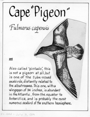 Cape &quot;pigeon&quot;: Fulmarus capensis (illustration from &quot;The Ocean World&quot;)