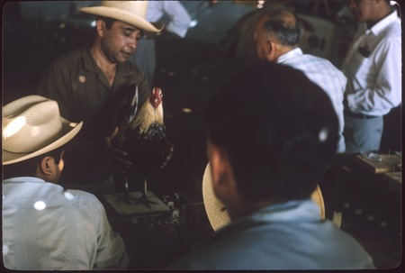 Weighing a cock at a cockfight in Tepic
