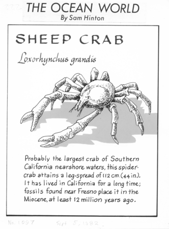 Sheep crab: Loxorhynchus grandis (illustration from &quot;The Ocean World&quot;)