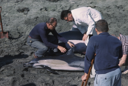 Carl L. Hubbs, Robert Wisner, and James Coatsworth with a Dall&#39;s porpoise and common dolphin stranded two miles north La J...
