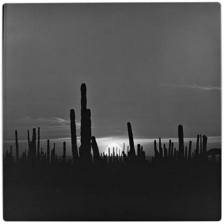 Sunrise/sunset through cardón cactus (Pachycereus pringlei)