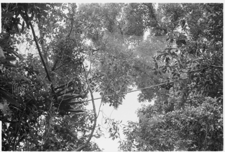 Bird net trap (&#39;abe) in trees manned by Bui&#39;a.