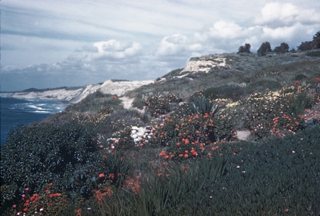 View of the flowers in bloom and other vegetation on cliffs just north of Scripps Institution of Oceanography. February 1945.