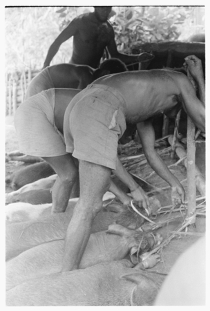 Men tying out pigs for taualea, feasting shelter, ritual.