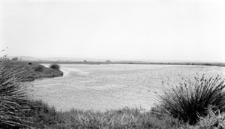 Santa María lagoon, facing southeast, with three eucalyptus groves in background