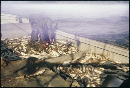 Man sorting fish on deck of boat