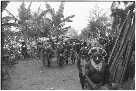 Pig festival, pig sacrifice, Tsembaga: decorated men and women dance onto dance ground