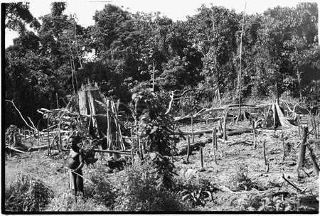 Aiome area: garden with stakes to support sweet potato vines, Tabouta