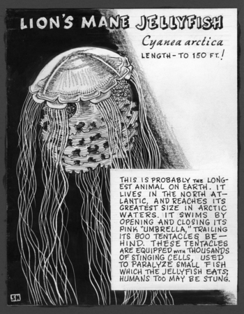 Lion&#39;s mane jellyfish: Cyanea arctica (illustration from &quot;The Ocean World&quot;)