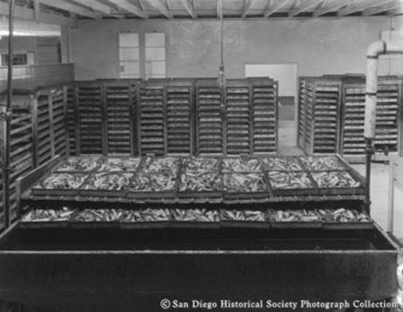 Racks of fish for precooking at Neptune Sea Food Company cannery
