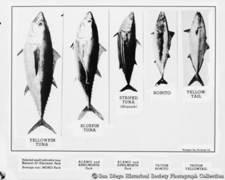 [Westgate Sea Products poster showing varieties of tuna packed by company]