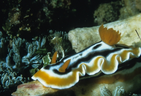 Nudibranch. At left are its rhinophores, which are sensory structures used to find food. At right on its back are its gills