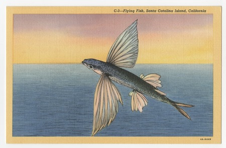Flying fish, Santa Catalina Island, California