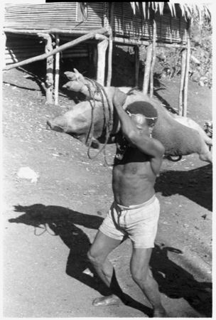 Lifting pig to take to shrine. Sacrifice by people of Kwailala&#39;e.