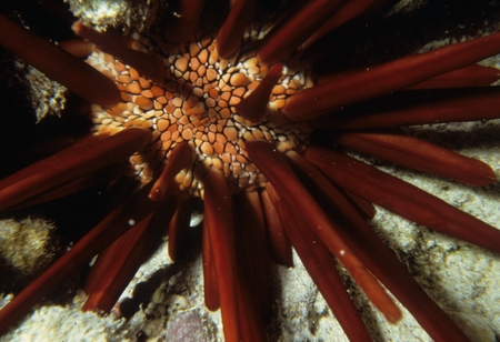 Club-spine sea urchin