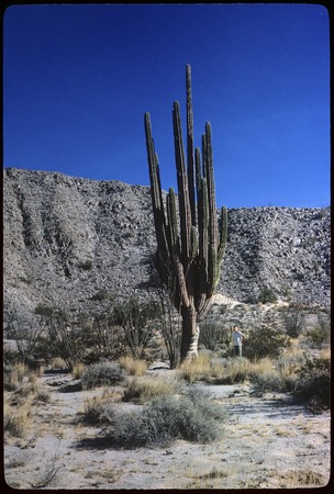 Cardón cactus (pachycereus pringlei) near Punta Estrella