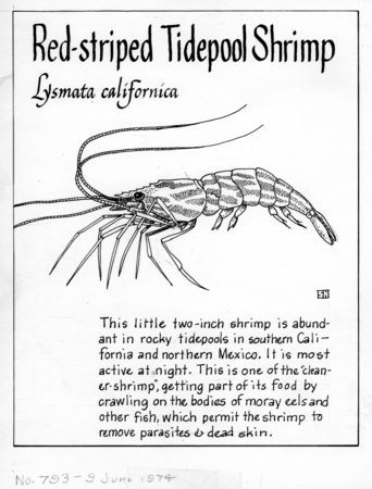 Red-striped tidepool shrimp: Lysmata californica (illustration from &quot;The Ocean World&quot;)
