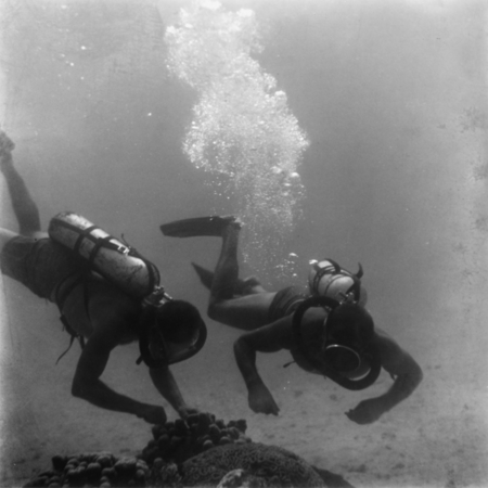 Divers near the ocean floor off Vava&#39;u Island, Tonga
