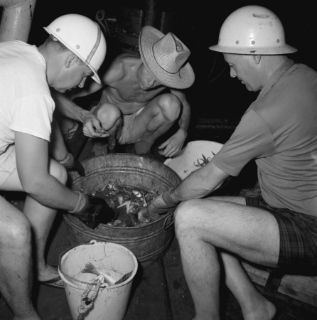 Neil Marshall and oceanographers examine contents of dredge haul. On Spencer F. Baird. Vermilion Sea Expedition. 1959